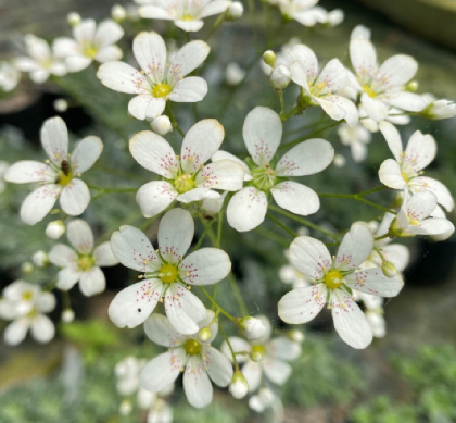 Saxifraga 'Polar Drift' 